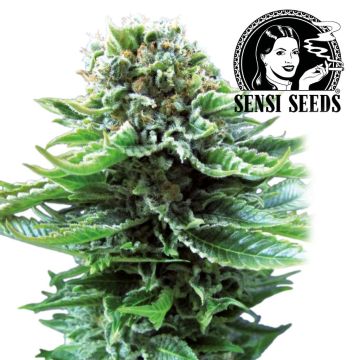 Northern Lights Automatic (Sensi Seeds)