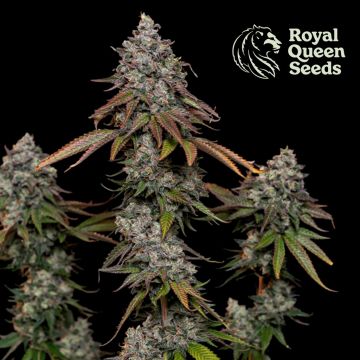 O.G. Kush (Royal Queen Seeds) 5 Samen