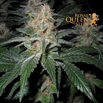O.G. Kush (Royal Queen Seeds) 5 Samen