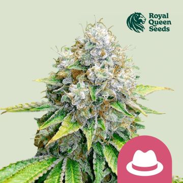 O.G. Kush (Royal Queen Seeds) 5 Samen