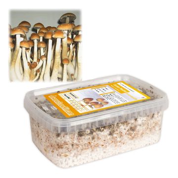 Magic Mushrooms Growkit Golden Teacher (Ready-to-Grow Growkit)