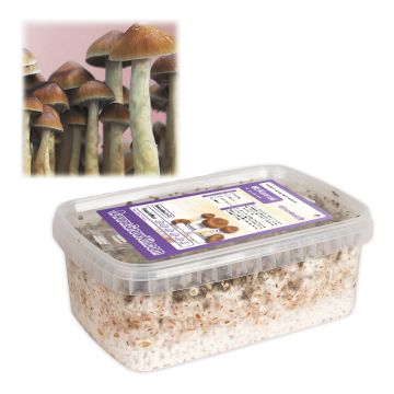 Magic Mushrooms Growkit McKennaii (Ready-to-Grow Growkit)