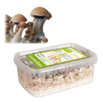 Zauberpilze Growkit Mexicana (Ready-to-Grow Growkit)