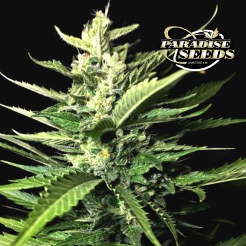 Auto Kong 4 (Paradise Seeds) 3 Samen