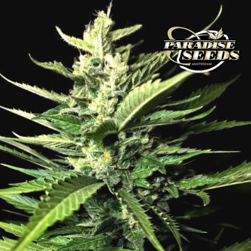 Auto Kong 4 (Paradise Seeds) 3 Samen