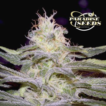 Sensi Star (Paradise Seeds) 3 Samen