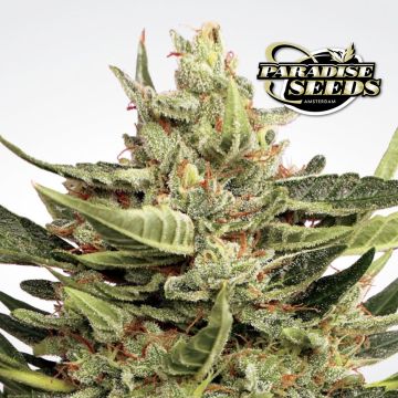 Vertigo Autoflower (Paradise Seeds) 3 Samen