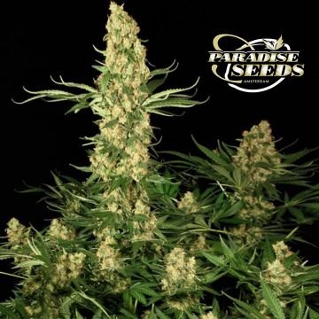 Wappa (Paradise Seeds) 3 Samen