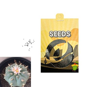 Peyote Meskalin Kaktus [Lophophora Williamsii] 20 Samen