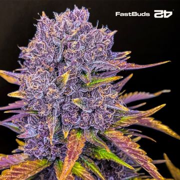 Purple Lemonade Auto (Fast Buds)