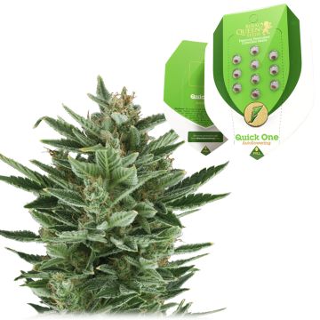 Quick One Autoflower (Royal Queen Seeds) 5 Samen