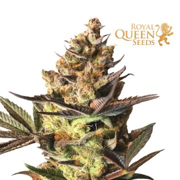 Royal CBG Automatic (Royal Queen Seeds)