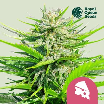 Royal Cheese Fast Flowering (Royal Queen Seeds) 5 Samen