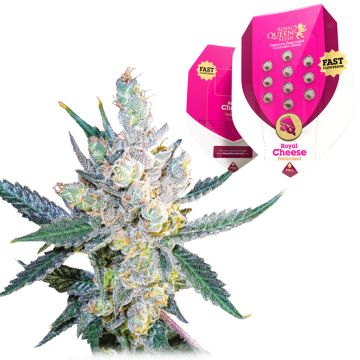 Royal Cheese Fast Flowering (Royal Queen Seeds) 5 Samen