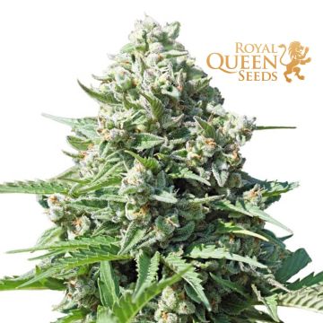 Royal Gorilla Automatic (Royal Queen Seeds) 3 Samen