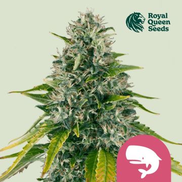 Royal Moby (Royal Queen Seeds)