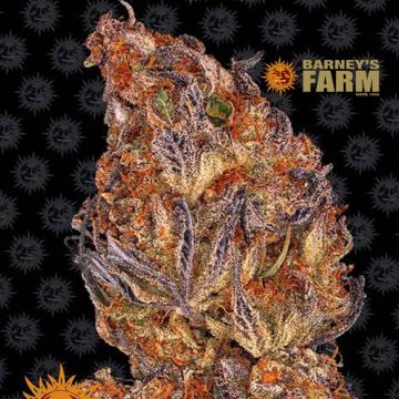 Runtz Auto (Barney's Farm)