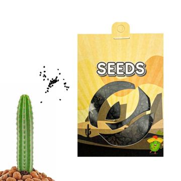 San Pedro Mescaline Kaktus [Echinopsis Pachanoi] 20 Samen