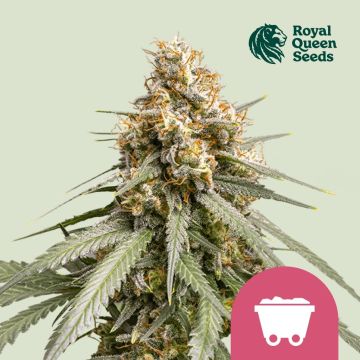 Shining Silver Haze (Royal Queen Seeds) 5 Samen