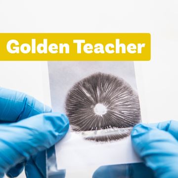 Zauberpilz Sporenabdruck | Golden Teacher