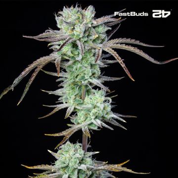 Strawberry Banana Auto (Fast Buds)