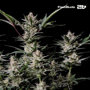 Strawberry Gorilla Auto (Fast Buds)