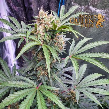 Stress Killer Automatic CBD (Royal Queen Seeds) 5 Samen