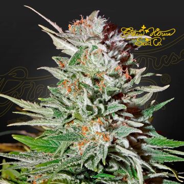 Super Lemon Haze Auto CBD (Greenhouse Seeds) 5 Samen