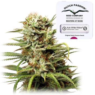 Auto White Widow (Dutch Passion) 3 Samen