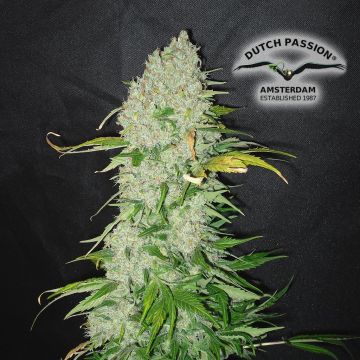 White Widow (Dutch Passion) 3 Samen