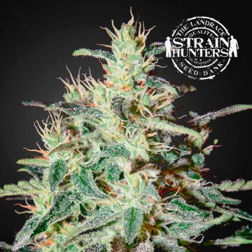 White Lemon (Strain Hunters) 5 Samen