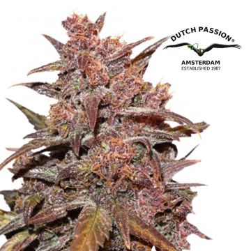 CBD Auto Blackberry Kush (Dutch Passion) 3 Samen