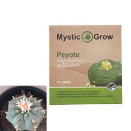 Peyote Meskalin Kaktus [Lophophora Williamsii] (Mystic Grow) 10 Samen