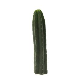 einpflanzen kirschlorbeer Kirschlorbeer Genolia 180-200 cm Höhe Ballenware