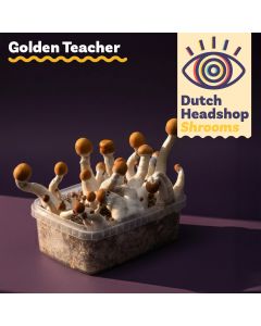 Magic Mushrooms Growkit Golden Teacher (Hausmarke)