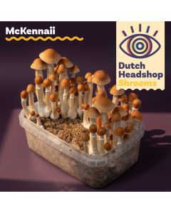 Magic Mushrooms Growkit McKennaii (Hausmarke)