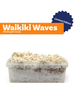 Magic Mushrooms Growkit Waikiki Waves (Ready-to-Grow Growkit) - 1200 cc