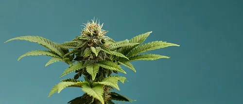 Top 50 Häufig Gestellte Fragen zum Cannabis Anbau Zuhause Beantwortet