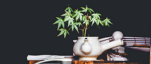 Autoflower-Weed anbauen: Mythen, Vorteile und worauf man besonders achten muss