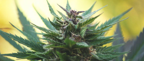 Wie und Wann Cannabis Ernten?