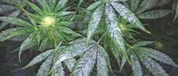 Blattprobleme bei Cannabispflanzen Teil 3: Lebensbedrohliche Krankheiten