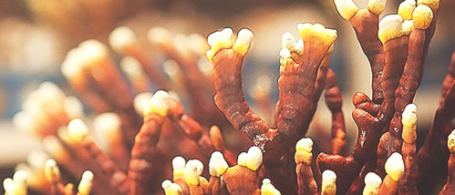 Reishi: der “Feel-good-Pilz”