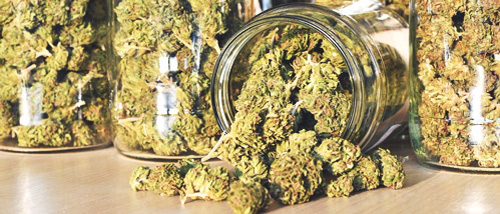 Die Autoflowering Cannabis Samen mit dem höchsten Ertrag