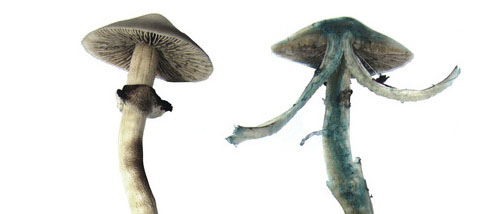 Werden Zauberpilze blau von Psilocybin?