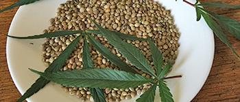 Cannabis Samen kaufen