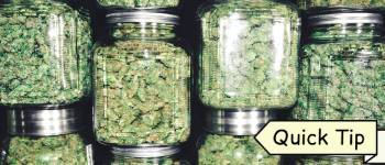 Cannabis Fermentieren | Quick Tip