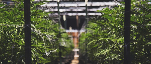 Diese Cannabissamen eignen sich speziell für den Innenanbau