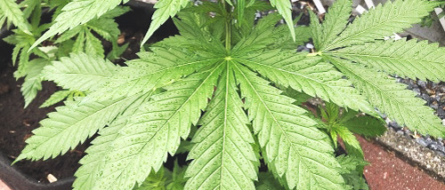 Was machen Sie mit Ihren Cannabispflanzen bei Regen, Sturm oder Gewitter?