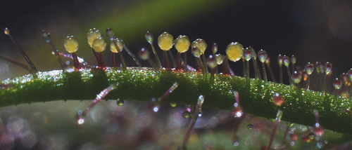 Hasch oder Gras: Unterschied und Verwendung