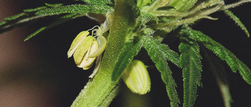 Hermaphrodit im Cannabispflanzen – was jetzt?